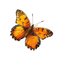Fototapeta premium Butterfly yellow color isolated on transparent background cutout PNG