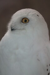 Fototapeta premium close up of a white owl's eyes looking at prey