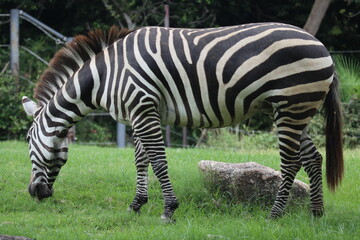 close up of a zebra eating grass at the zoo