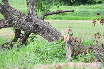 Trees were broken by heavy rain from the storm.