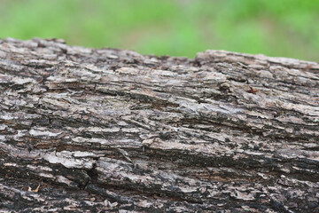 Close-up of tree bark