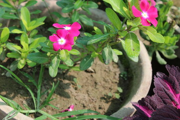 Catharanthus roseus, commonly known as bright eyes, Cape periwinkle, graveyard plant, Madagascar periwinkle, old maid, pink periwinkle, rose periwinkle,