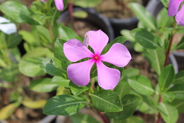 Catharanthus roseus, commonly known as bright eyes, Cape periwinkle, graveyard plant, Madagascar periwinkle, old maid, pink periwinkle, rose periwinkle,