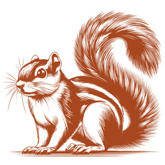 Squirrel vector, squirrel logo