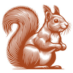 Squirrel vector, squirrel logo