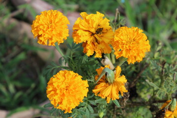 Tagetes erecta, the Aztec marigold, Mexican marigold, big marigold, cempaxochitl