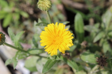 Tagetes erecta, the Aztec marigold, Mexican marigold, big marigold, cempaxochitl