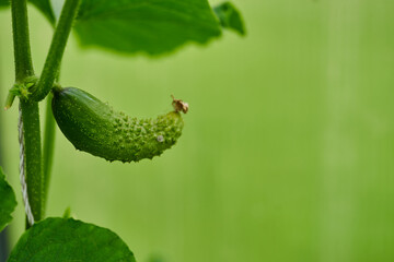 Young green cucumbers vegetables hanging on lianas of cucumber plants in green house