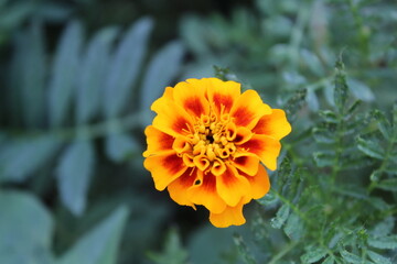 Tagetes erecta, the Aztec marigold, Mexican marigold, big marigold, cempaxochitl