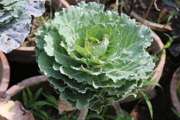 Brassica oleracea or cabbage waving leaves