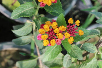 Lantana, shrub verbena, big-sage, korsu wiri, tickberry, West Indian lantana, umbelanterna, and Gu Phool