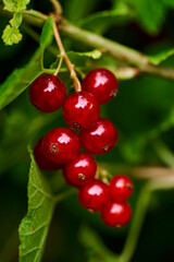 Branch of ripe red currant in a home garden