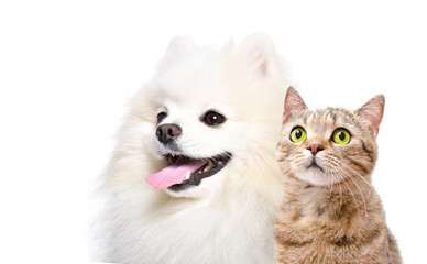 Portrait of an adorable Spitz dog and Scottish Straight cat together isolated on a white background