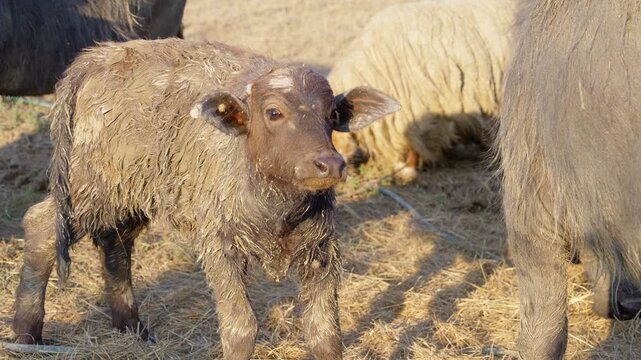 portrit of a baby domestic buffalo among the big ones in close-up slow motion shot looking into the camera in the summer heat in the corral