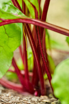 red beatroot green leaves growing
