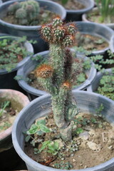 Cylindrica Cactus, Cane or Coral Cactus