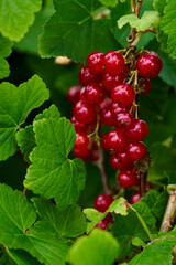 Branch of ripe red currant in a home garden