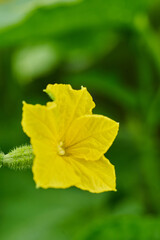 Young cucumber yellow flower hanging on lianas of plants in green house