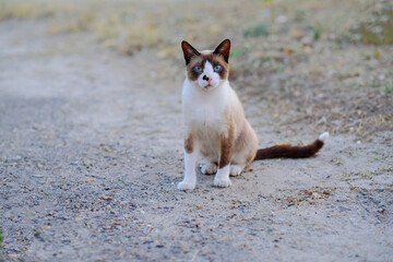 Snowshoe cat on a walk. Sitting