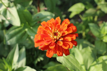 Zinnia, Old-fashioned, old maid, and Zennia elegans flowers