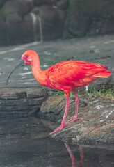 scarlet ibis, (Eudocimus ruber), standing near the water's edge