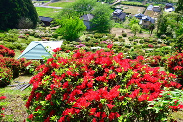 Obraz premium さつき山公園（新潟県）