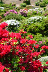 さつき山公園（新潟県）