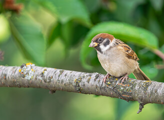 Eurasian tree sparrow, (Passer montanus), perched on a tree branch, with green vegetation in the...