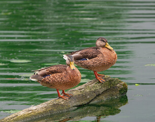 two males wild ducks, (Anas platyrhynchos), standing on a trunk  on the river, in eclipse plumage