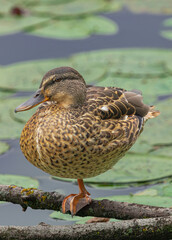 female wild duck, (Anas platyrhynchos), resting on one leg, on a branch over the river, with river vegetation in the background