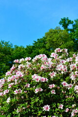 さつき山公園（新潟県）