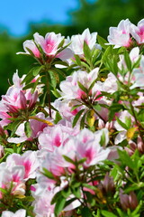 さつき山公園（新潟県）