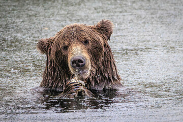 Wet brown bear