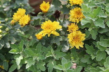 Chrysanthemum, morifolium or garden mum