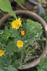 Chrysanthemum, morifolium or garden mum