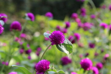 Obraz premium Globe amaranth beautiful purple flowers