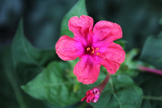 Marvel of Peru, Mirabilis jalapa or four o'clock plant and flowers