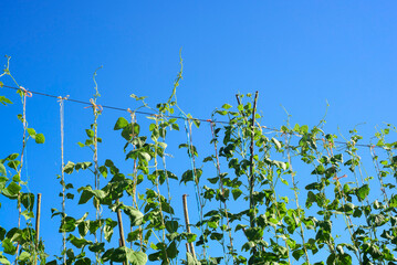Plantas de judías con guías de cuerdas en huerta