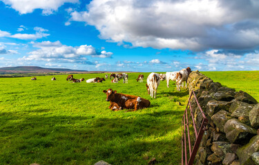 cows grazing in the field