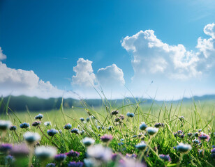 Photographs of lush meadows show bright green grass with colorful wildflowers