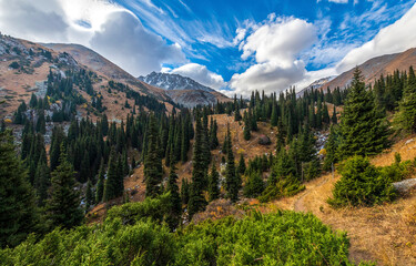 Mountain forest trees