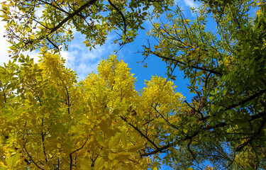 Autumn trees on autumn sky background