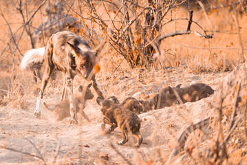Wild dogs at den