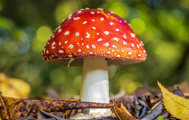 amanita muscaria fly mushroom