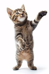Obraz premium An adorable striped kitten playfully raising its paw, showcasing its playful nature and curiosity. Perfect for pet lovers and animal-themed projects.