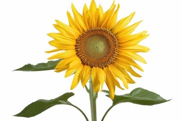 Obraz premium Vibrant sunflower with long green stem and leaves, isolated on white background