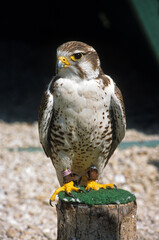 Faucon sacre,.Falco cherrug,  Saker Falcon,