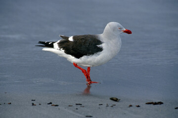 Goéland de Scoresby,.Leucophaeus scoresbii, Dolphin Gull