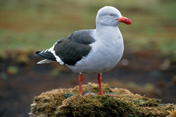 Goéland de Scoresby,.Leucophaeus scoresbii, Dolphin Gull