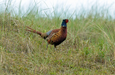 Fototapeta premium Faisan de Colchide,.Phasianus colchicus, Common Pheasant, mâle